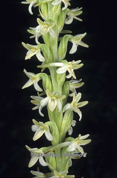 piperia transversa 1 graphic